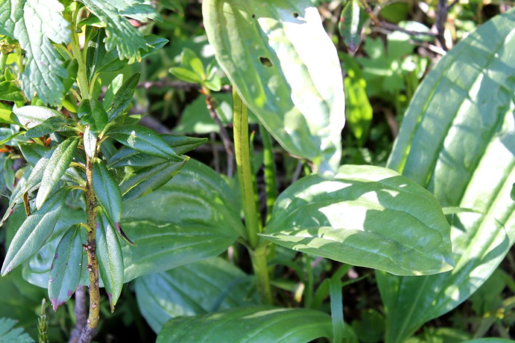 Gentiana punctata